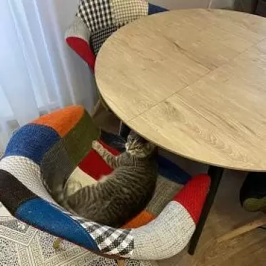 Стол раскладной Leticia 100-130, дуб/черный Летиция-5