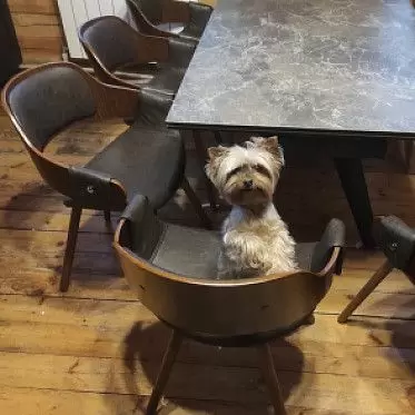 Стул Jody, коричневый/орех