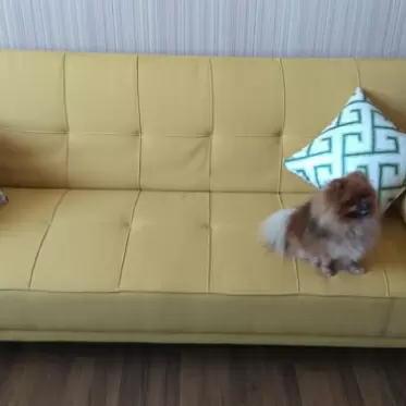 Диван-кровать Scandinavia, желтый цвет IMG-20190416-WA0010