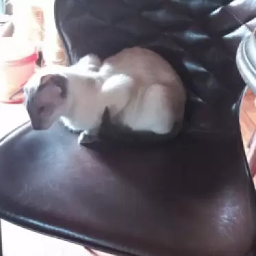 Стул полубарный Peggy (65), глянцевый шоколад/черный отзыв_клиента_2_кот.png